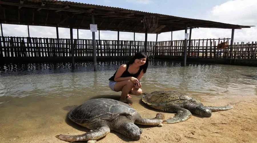 Turtle Island Conservation Tour Bali